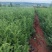 红豆杉杯苗-上百上千，量大从优！欢迎惠顾，品质保证