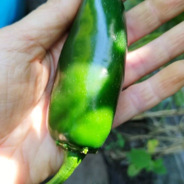 尖椒大辣椒泡椒有货