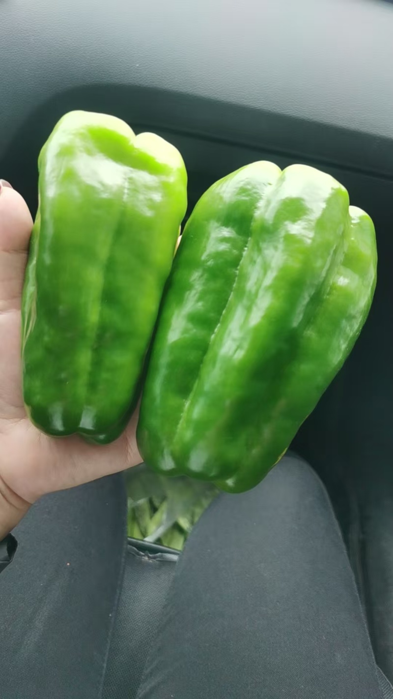 尖椒大辣椒泡椒有货