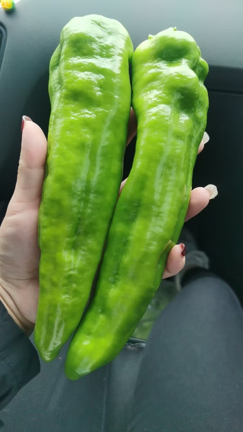 尖椒大辣椒泡椒有货