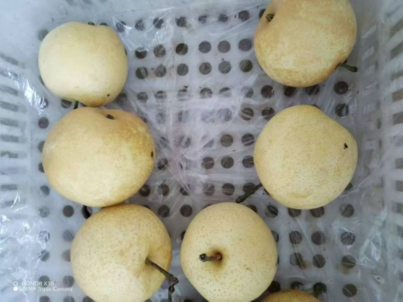 黄金梨，光果，套袋果，糖度高，市场，电商供应