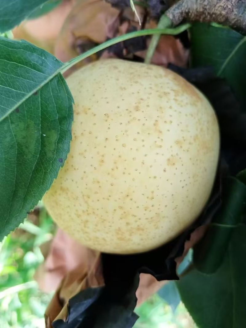 黄金梨，光果，套袋果，糖度高，市场，电商供应