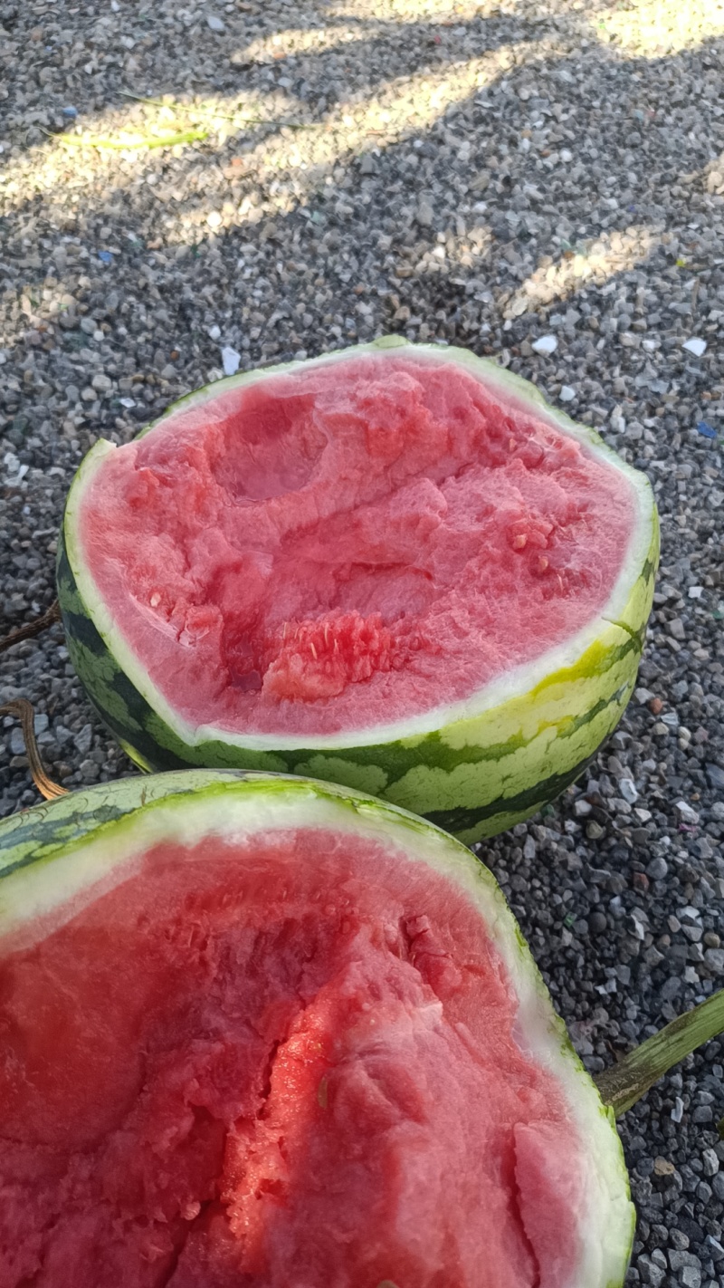 无籽麒麟，原棚精品，便宜上车，需要的客户联系我