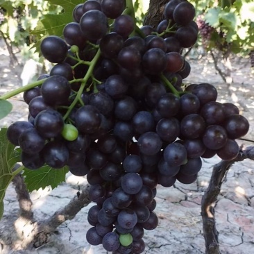 七里海玫瑰香葡萄
