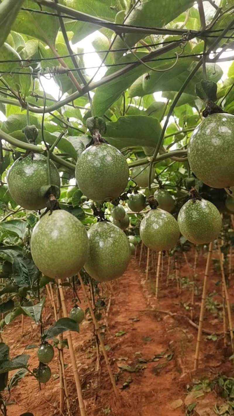 黄金百香果