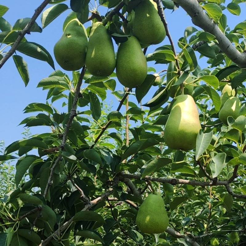 太婆梨