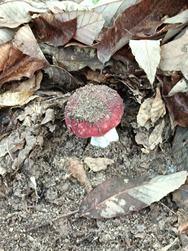 野生灵芝红菇