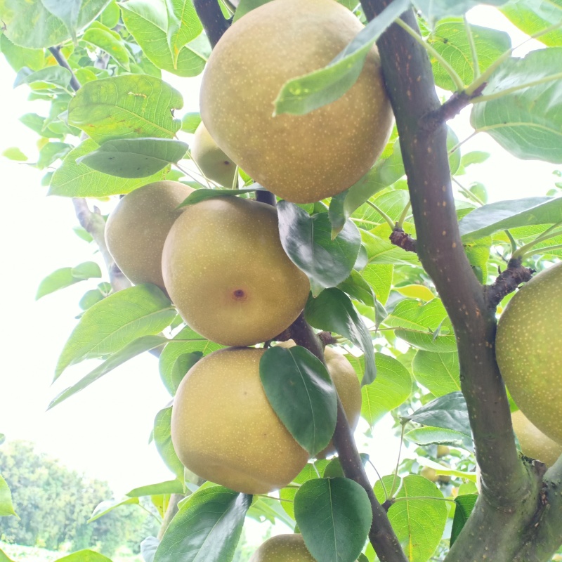 翠冠梨大量现货