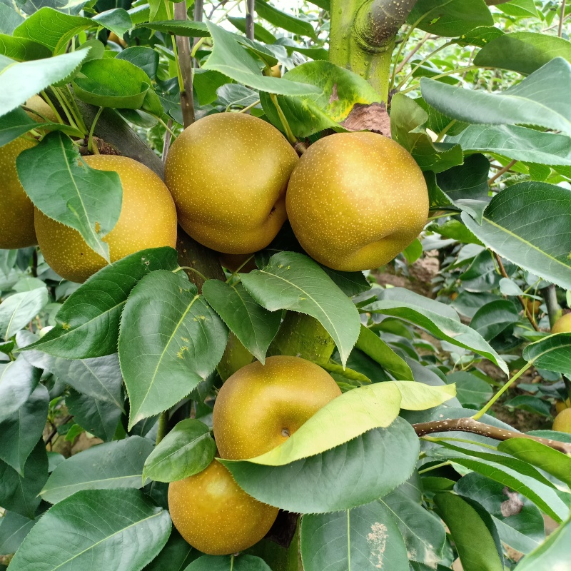 翠冠梨大量现货