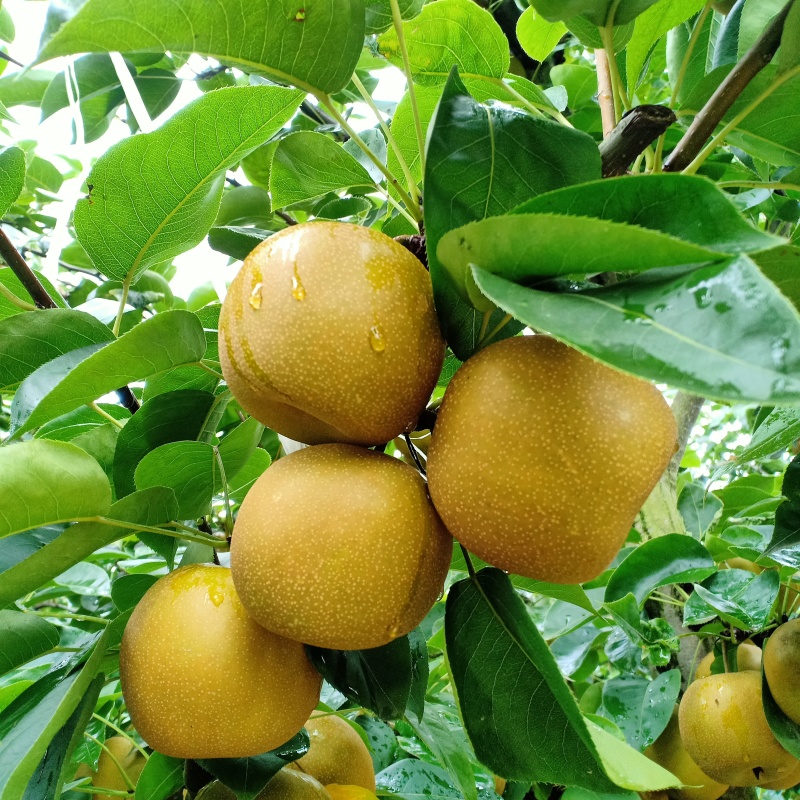 翠冠梨大量现货