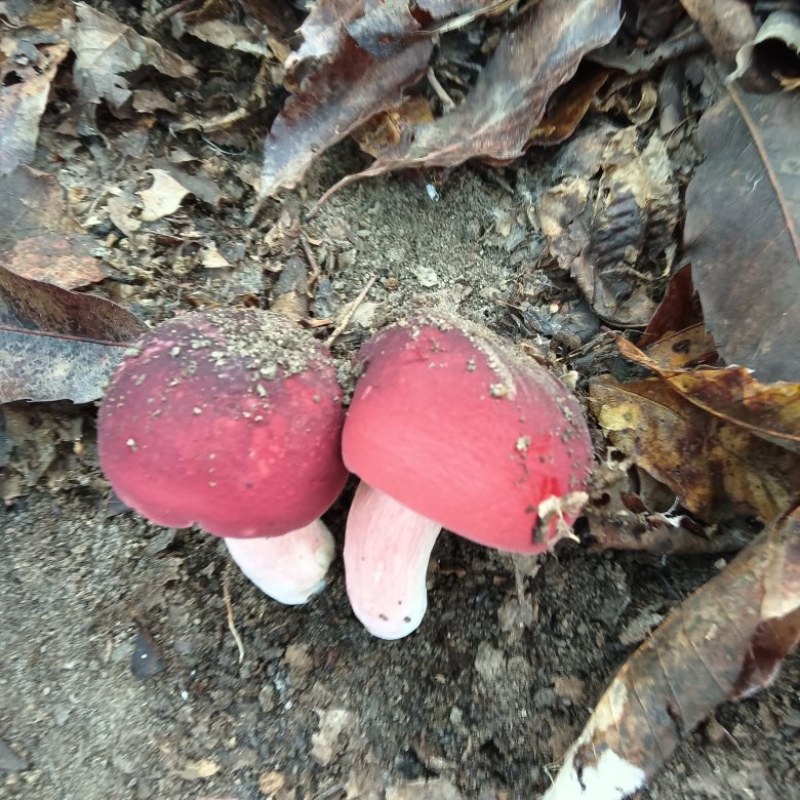 野生灵芝红菇
