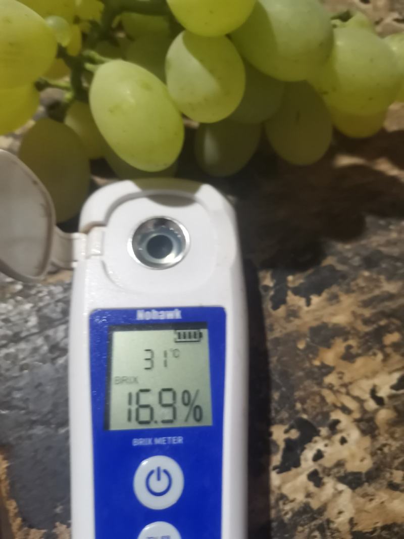 目前冷棚青提大量有货，有需要的老板通过一亩田和我联系，好