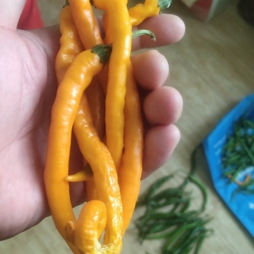 黄供椒