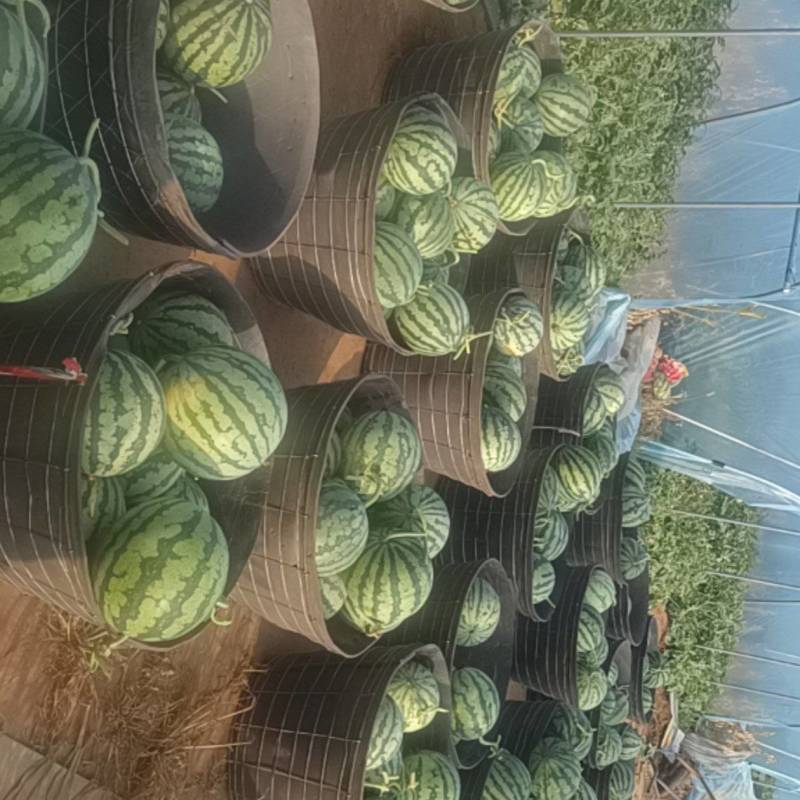 阿亮精品麒麟西瓜