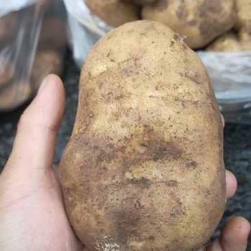威宁黄心洋芋批发零售