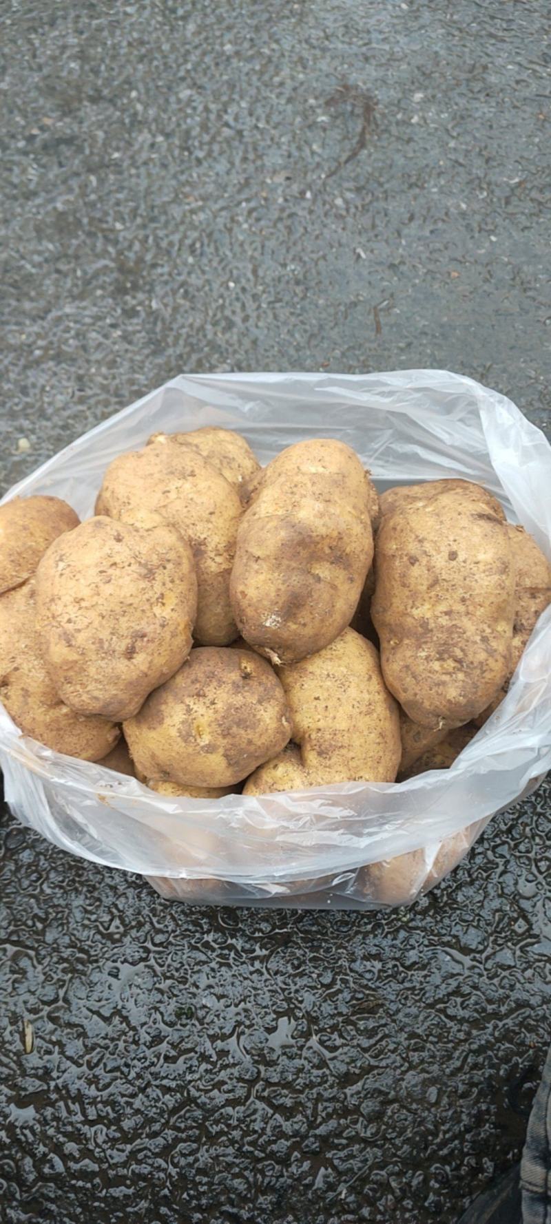 威宁黄心洋芋批发零售