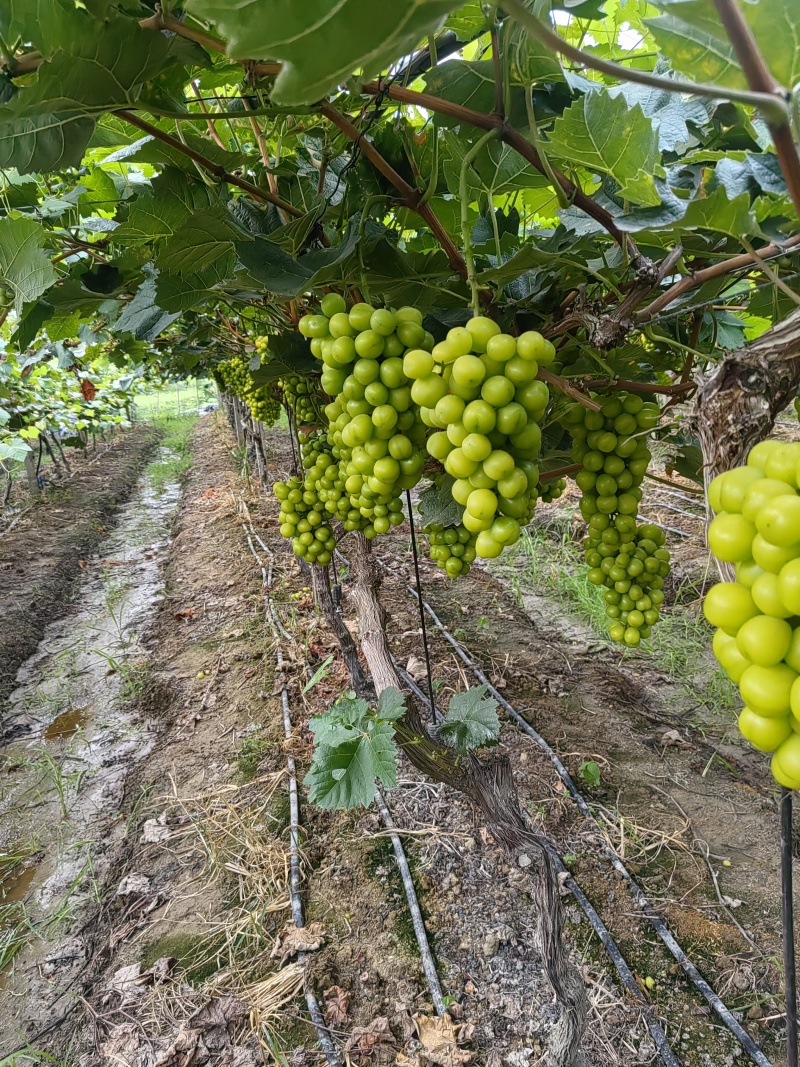 湖北省潜江市阳光玫瑰电商果价格可谈大量上市一条龙服务。