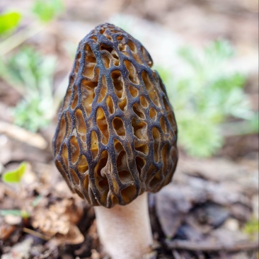 六妹羊肚菌，产地四川眉山，自己家种植，欢迎来电洽谈