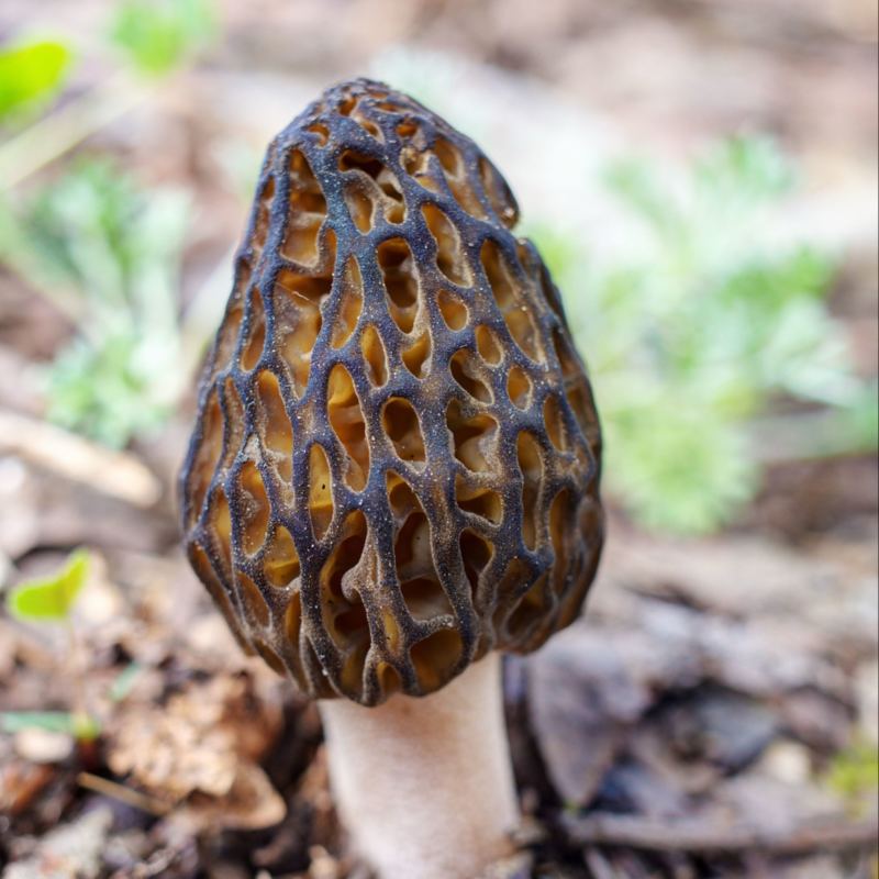 六妹羊肚菌，产地四川眉山，自己家种植，欢迎来电洽谈