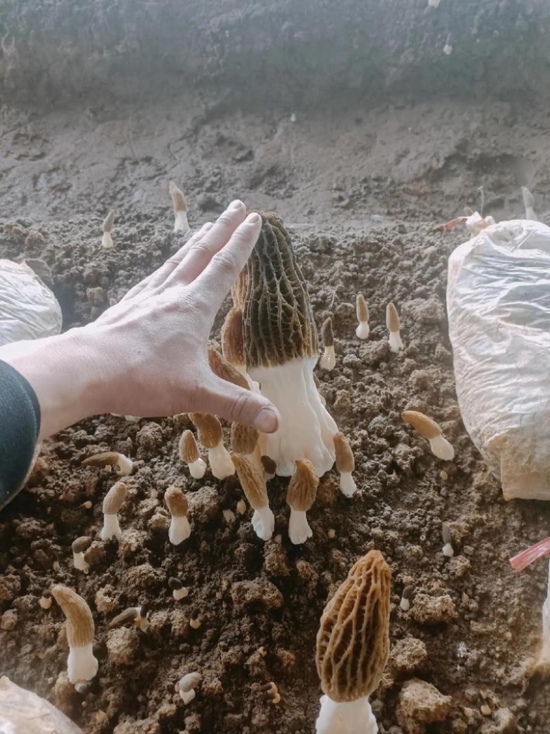 六妹羊肚菌，产地四川眉山，自己家种植，欢迎来电洽谈