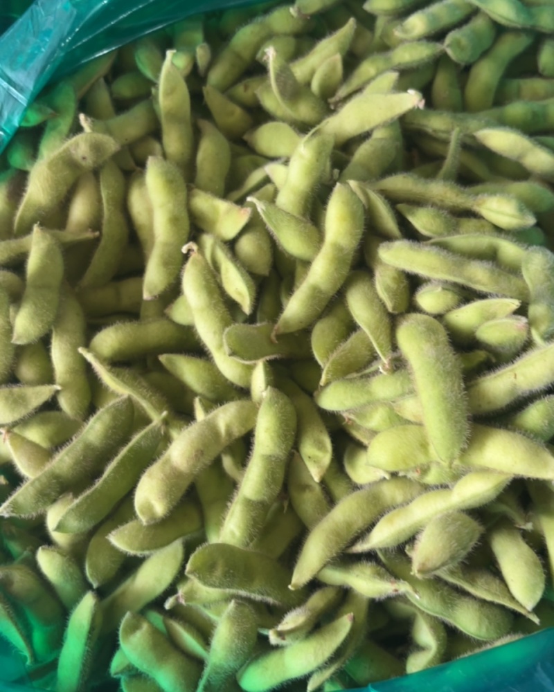 江苏毛豆精品毛豆货源充足，代收代发品质保证，视频看货