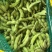江苏毛豆精品毛豆货源充足，代收代发品质保证，视频看货