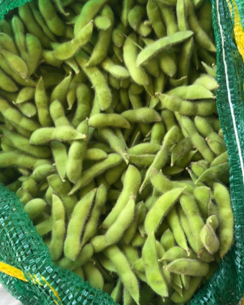 江苏毛豆精品毛豆货源充足，代收代发品质保证，视频看货