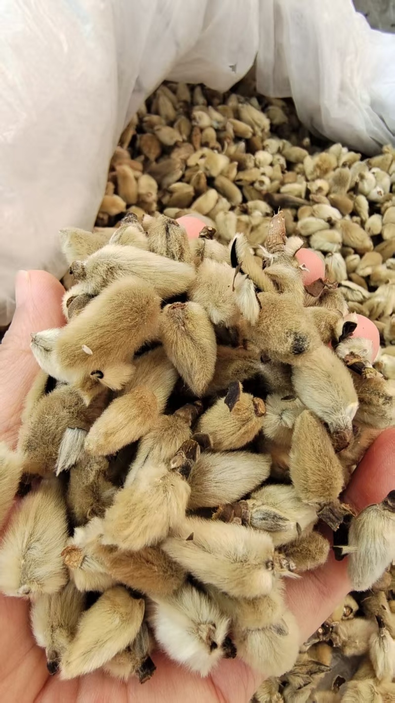 辛夷花去梗大花选货各种规格2斤包邮量大优惠