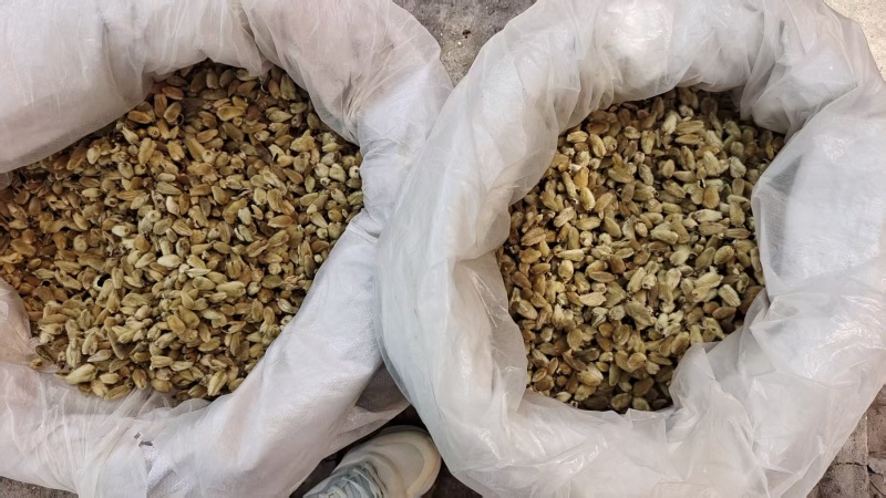 辛夷花去梗大花选货各种规格2斤包邮量大优惠