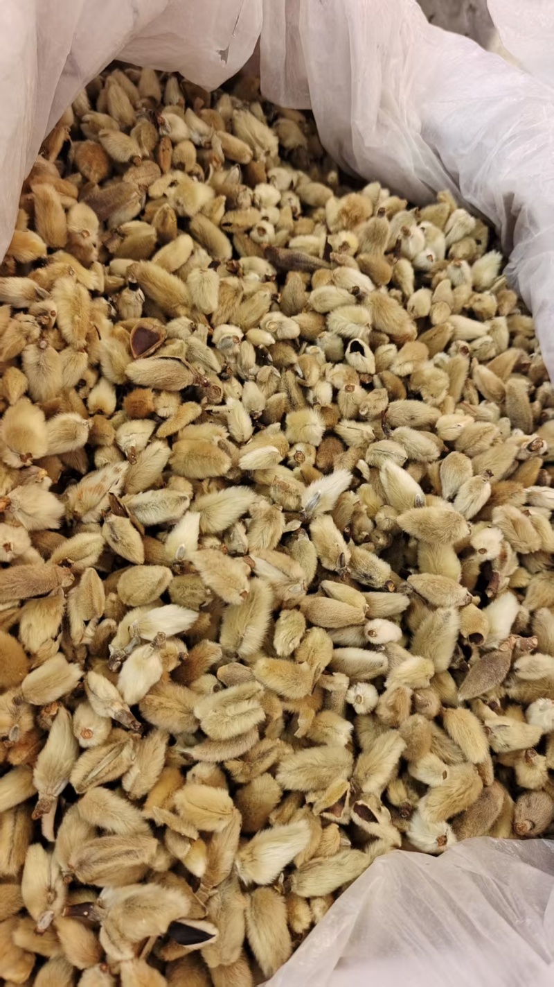 辛夷花去梗大花选货各种规格2斤包邮量大优惠