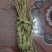 桑枝皮(干皮)欢迎各位老板提前预定下单
