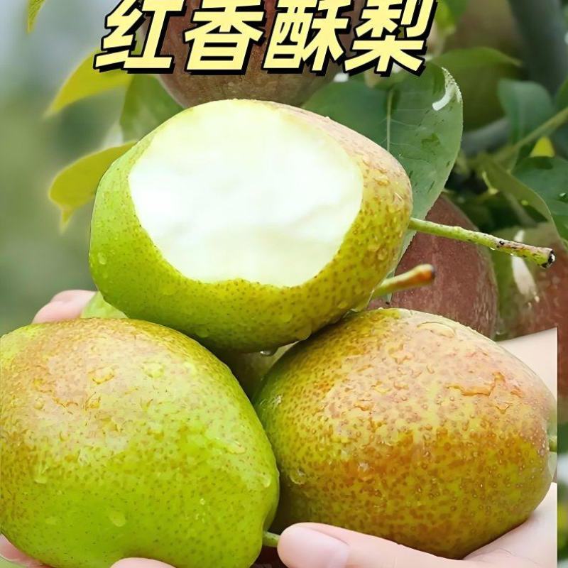 陕西红香酥梨，汁多脆甜，产地直供，一手货源！