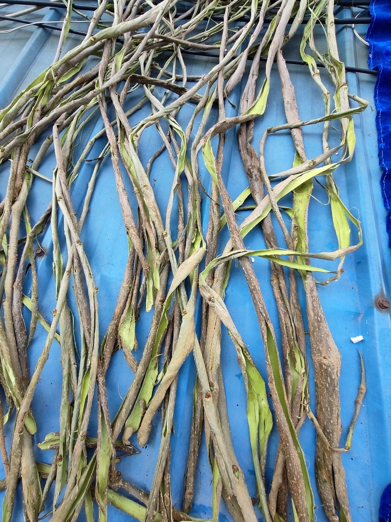 桑枝皮(干皮)欢迎各位老板提前预定下单