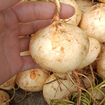 全州凉薯