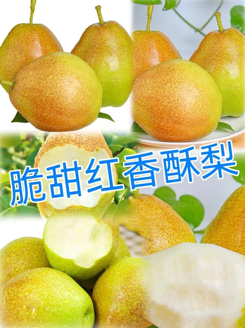 陕西红香酥梨，汁多脆甜，产地直供，一手货源！