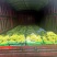 阳光玫瑰颜色泛黄纯甜无酸味底部19个糖