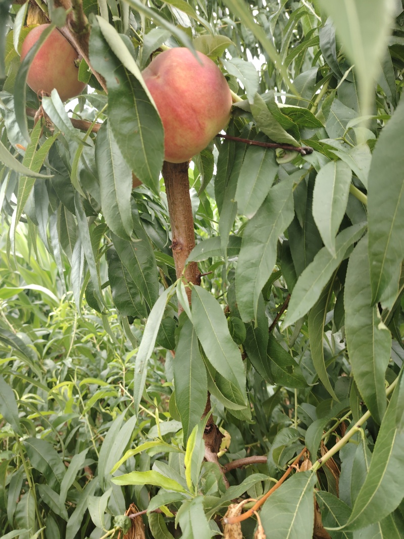 纸袋，膜袋红不软毛桃又大又红离核桃大量上市中，口感脆甜，