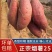 烟薯，我们这里都是沙土地，品种西瓜红哈密板栗龙九大量上