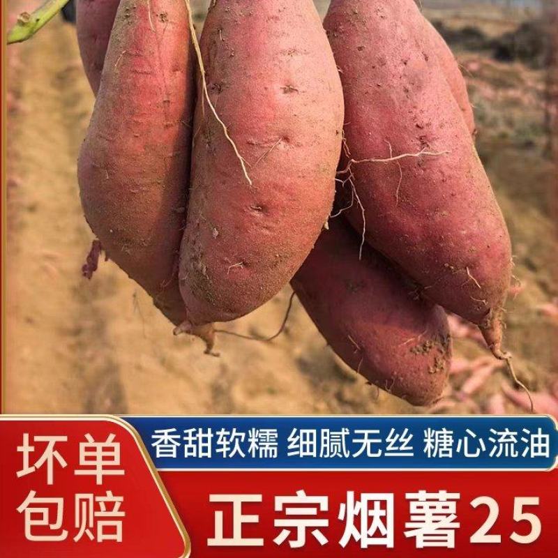 烟薯，我们这里都是沙土地，品种西瓜红哈密板栗龙九大量上