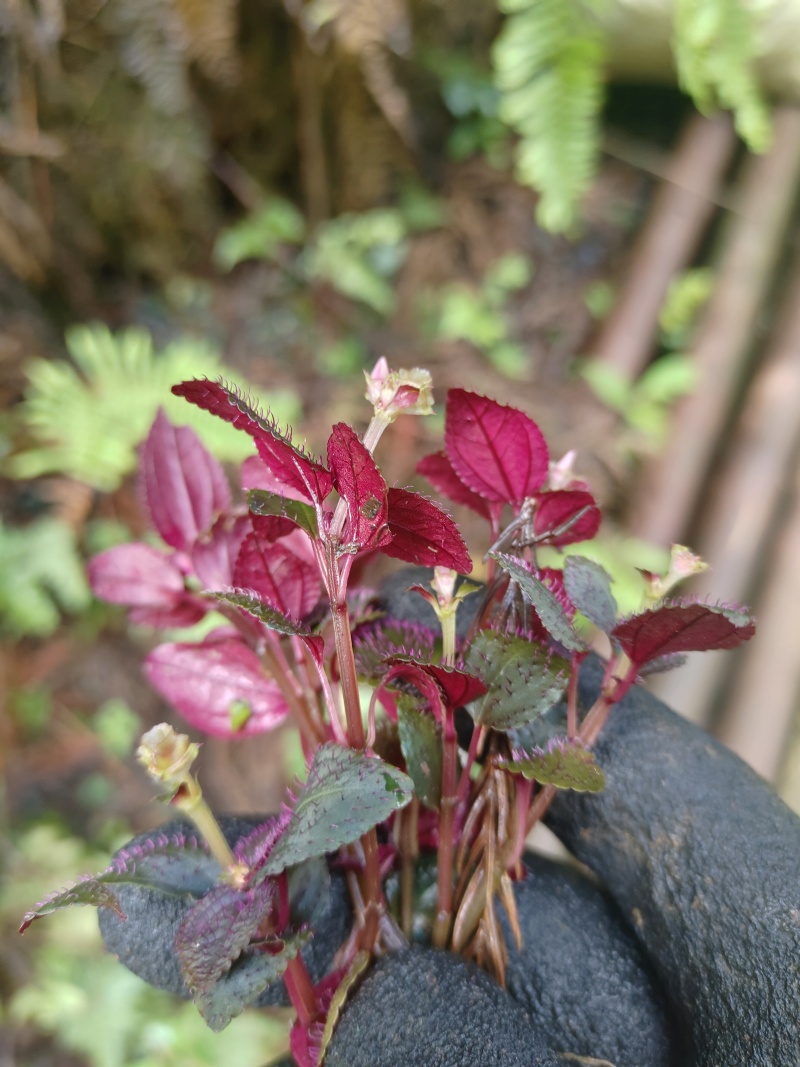 风柜斗草鲜货，干货，纯野