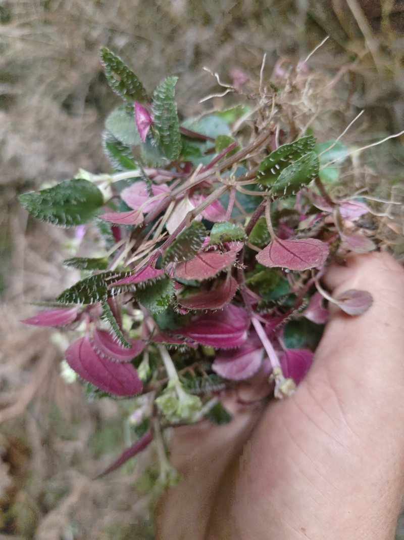 风柜斗草鲜货，干货，纯野