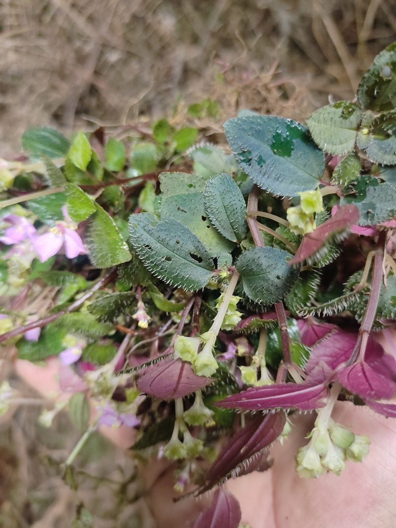 风柜斗草鲜货，干货，纯野
