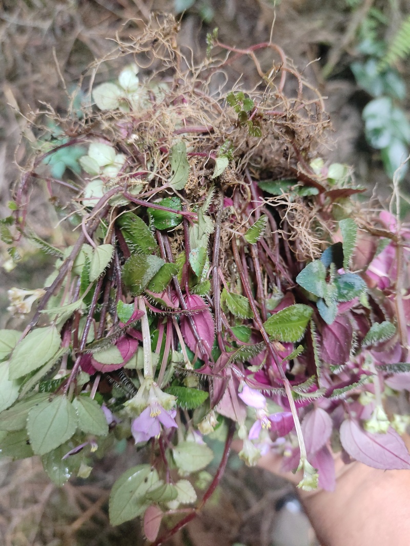 风柜斗草鲜货，干货，纯野