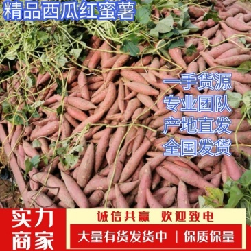 西瓜红各种品种都有，大量上市原产地全国各地发货