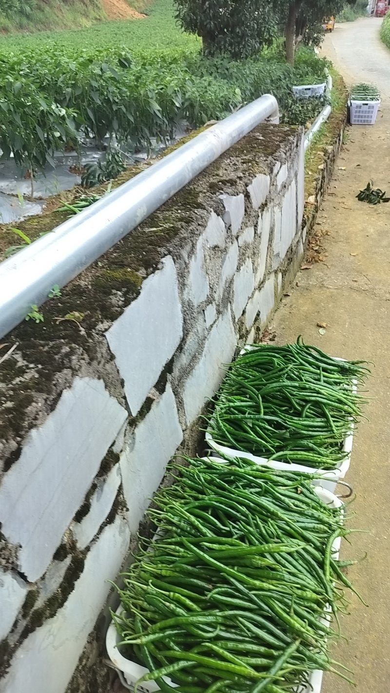 基地辣椒直供