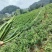 基地辣椒直供