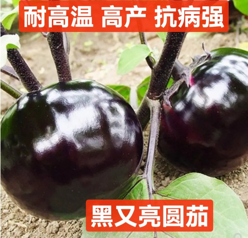 紫把长茄嫁接苗绿把长茄烧烤茄绿冠线茄大量现苗供应包技术