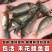 建鲤鱼苗福瑞鲤禾花鲤基地直销一手货源可全国各地配送