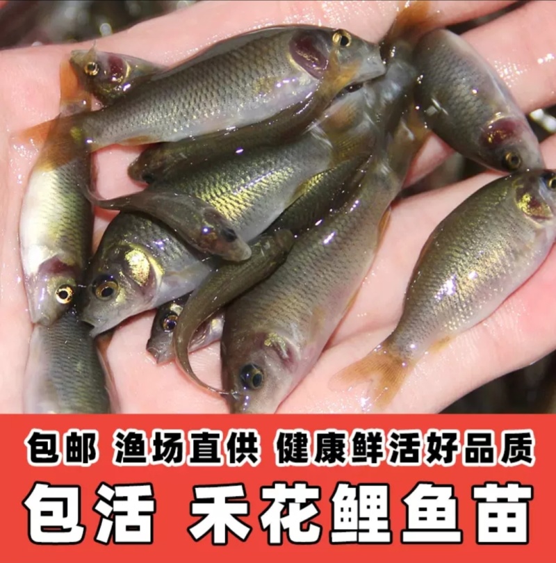 建鲤鱼苗福瑞鲤禾花鲤基地直销一手货源可全国各地配送