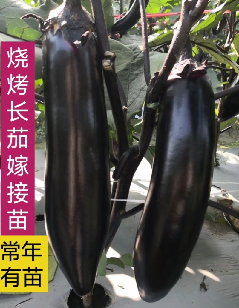 紫把长茄嫁接苗绿把长茄烧烤茄绿冠线茄大量现苗供应包技术